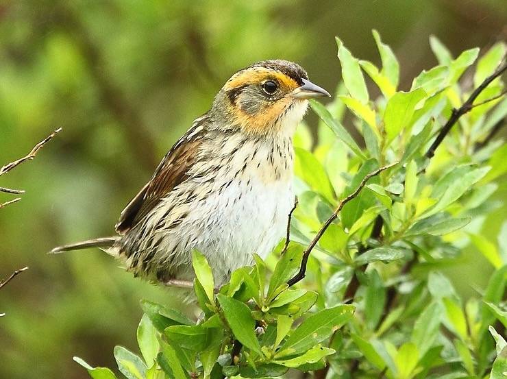 Saltmarsh sparrow adult by Peter Paton / U. S. Fish and Wildlife Service - Northeast Region is marked with Public Domain Mark 1.0.